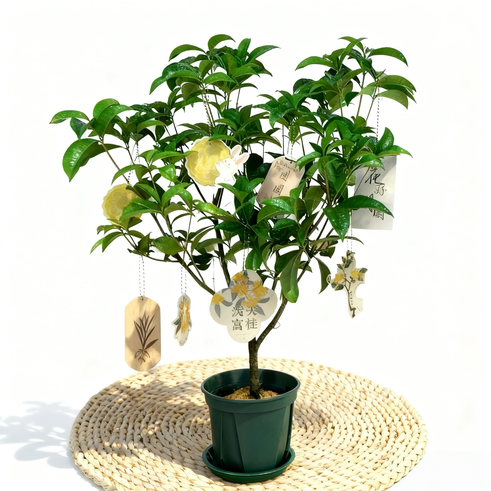 【中秋佳品】四季桂盆栽 花树苗装饰节日送礼客厅阳台中秋节