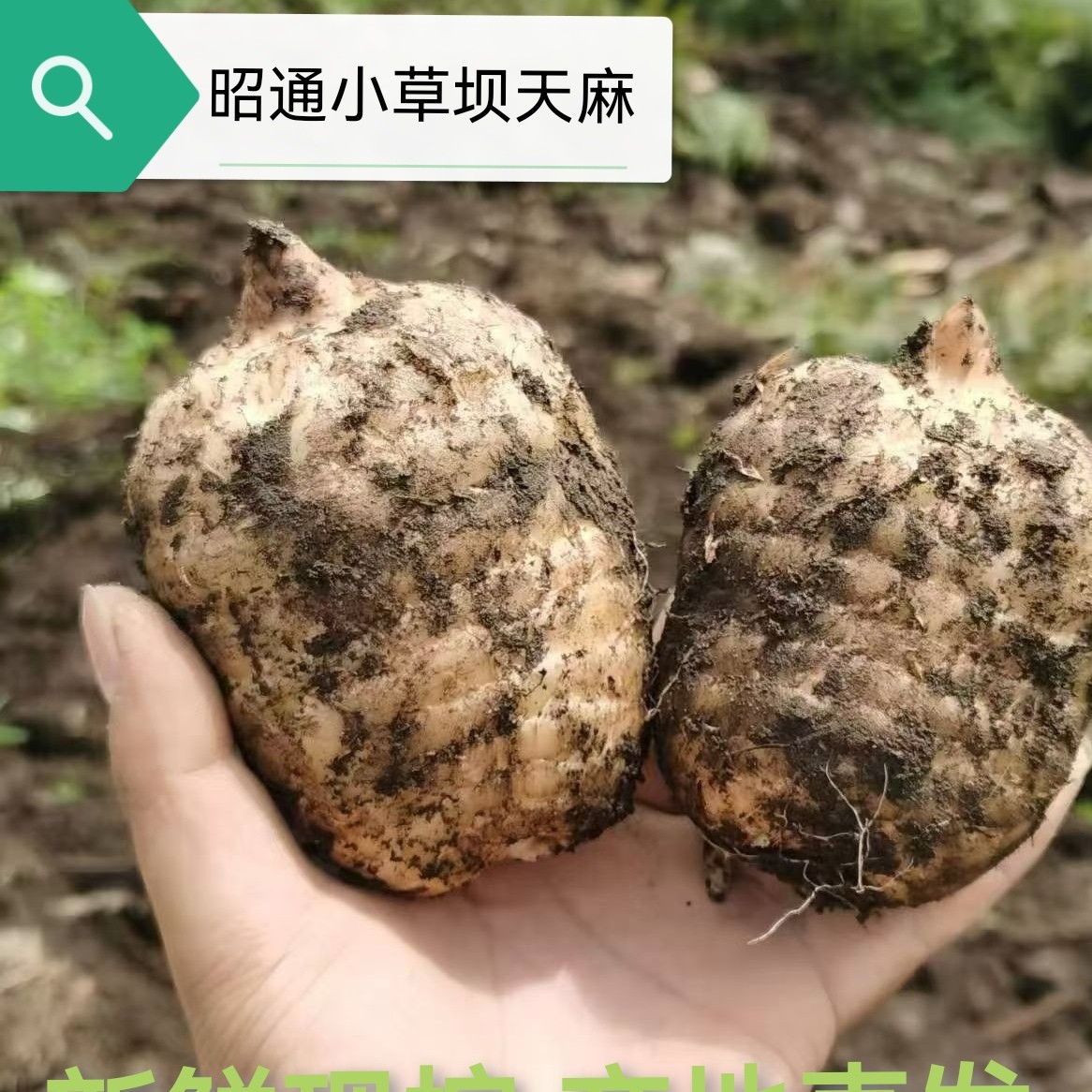 （新鲜天麻）正宗云南昭通小草坝新鲜天麻现挖高山乌天麻炖汤营养好