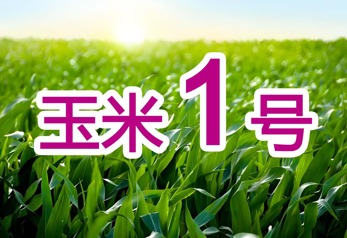 玉米水稻1号叶面肥增产加锌