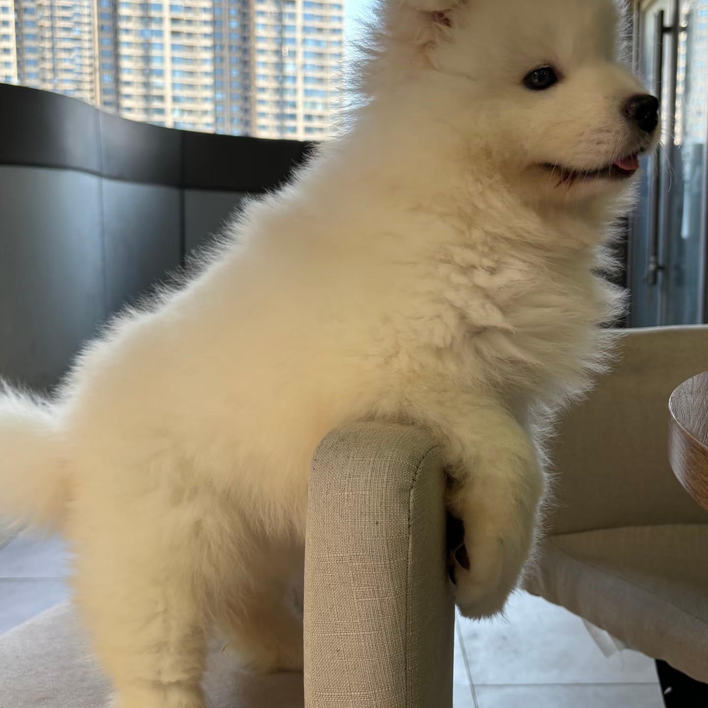 可爱熊版萨摩耶白色幼犬宠物狗微笑天使雪橇犬