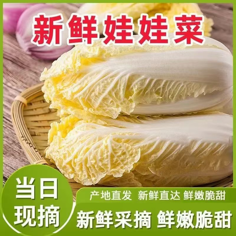 霜打过的新鲜时令黄心娃娃菜白菜舌尖上的原生态美味现摘现发