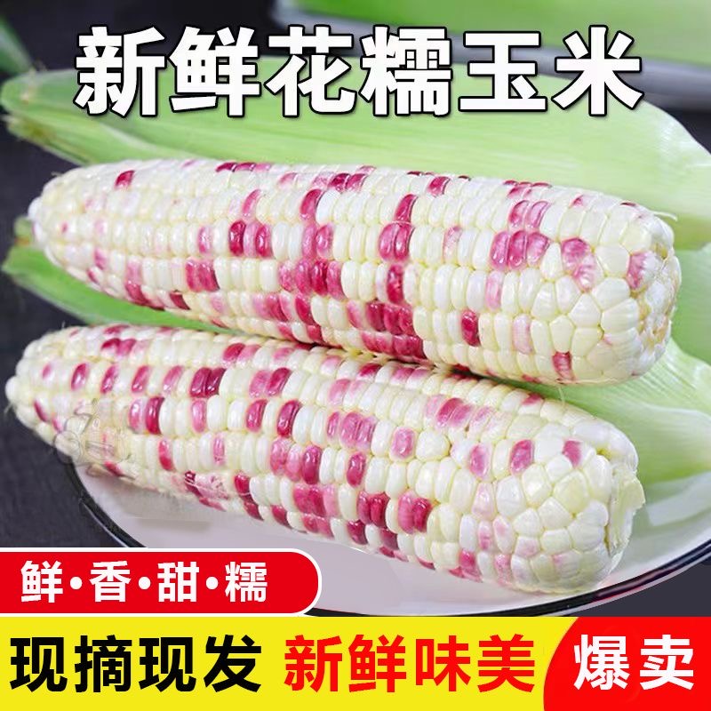 新鲜花糯玉米现摘甜糯多汁带皮当季减脂代餐苞谷