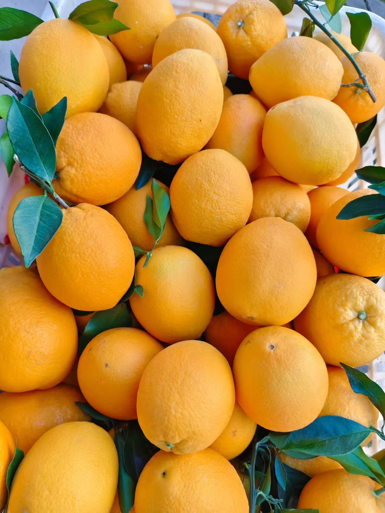 正宗江西赣南脐橙应季新鲜水果九甜一酸带箱5-10斤