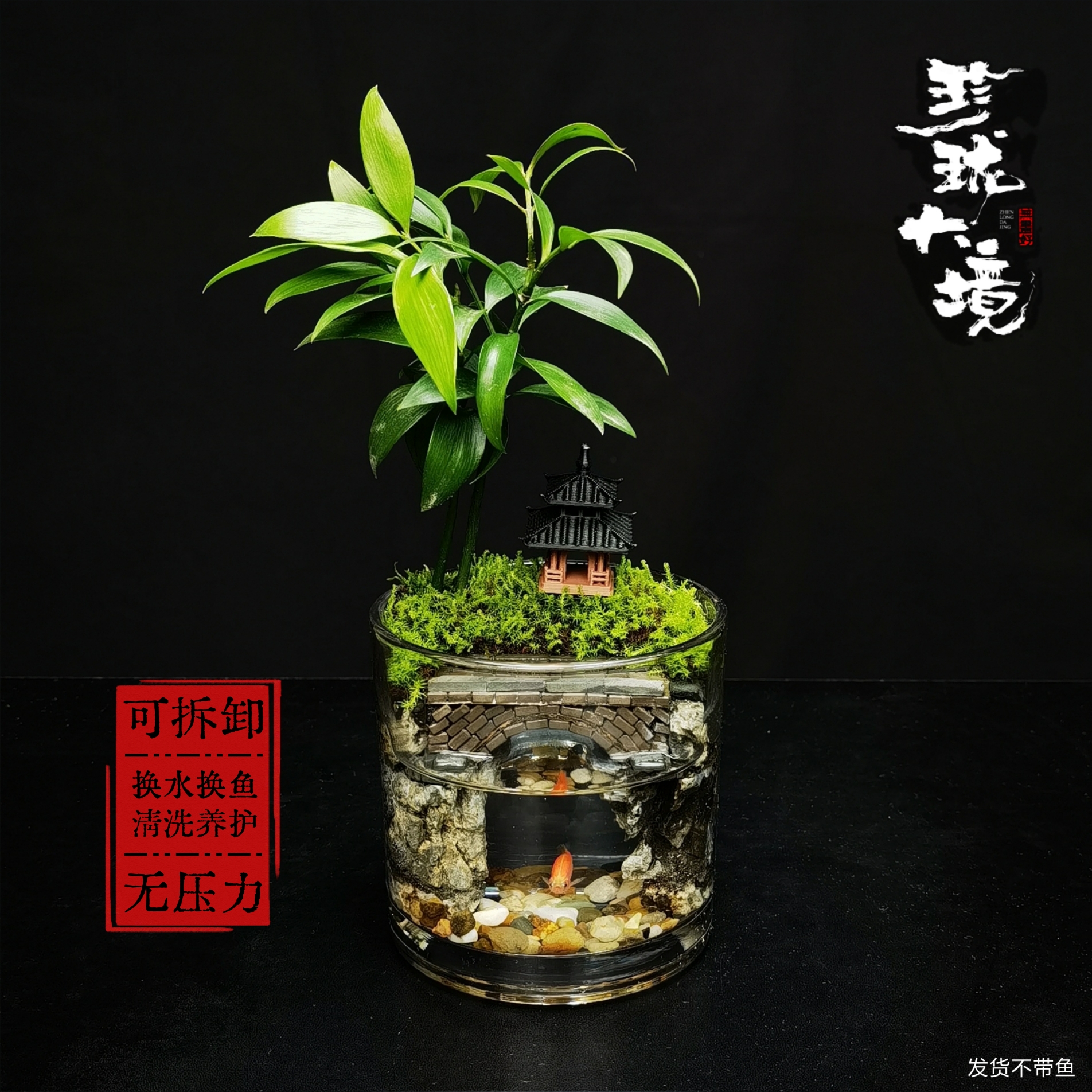 [江南3.0a]竹柏可拆洗驱蚊创意绿植室内国风禅意摆件鱼缸10*10cm