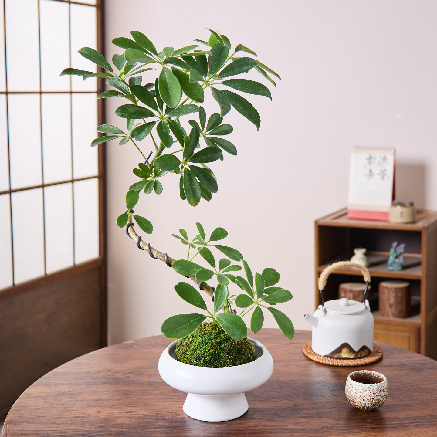 造型鸭脚木盆栽老桩苔藓球水培植物办公室内桌面阳台庭院盆景好养