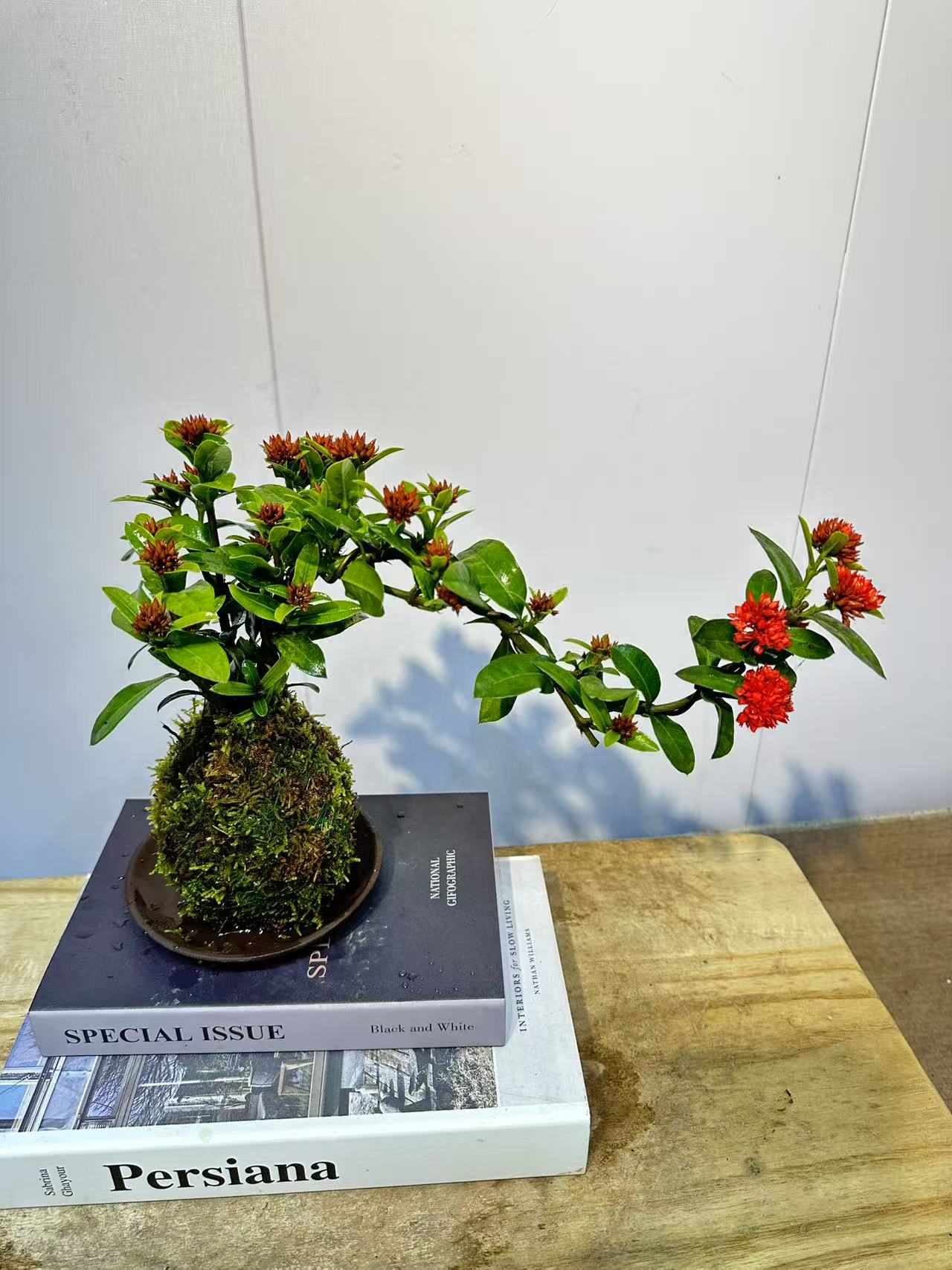 小叶重瓣龙船花悬崖飘枝桌面绿植盆栽