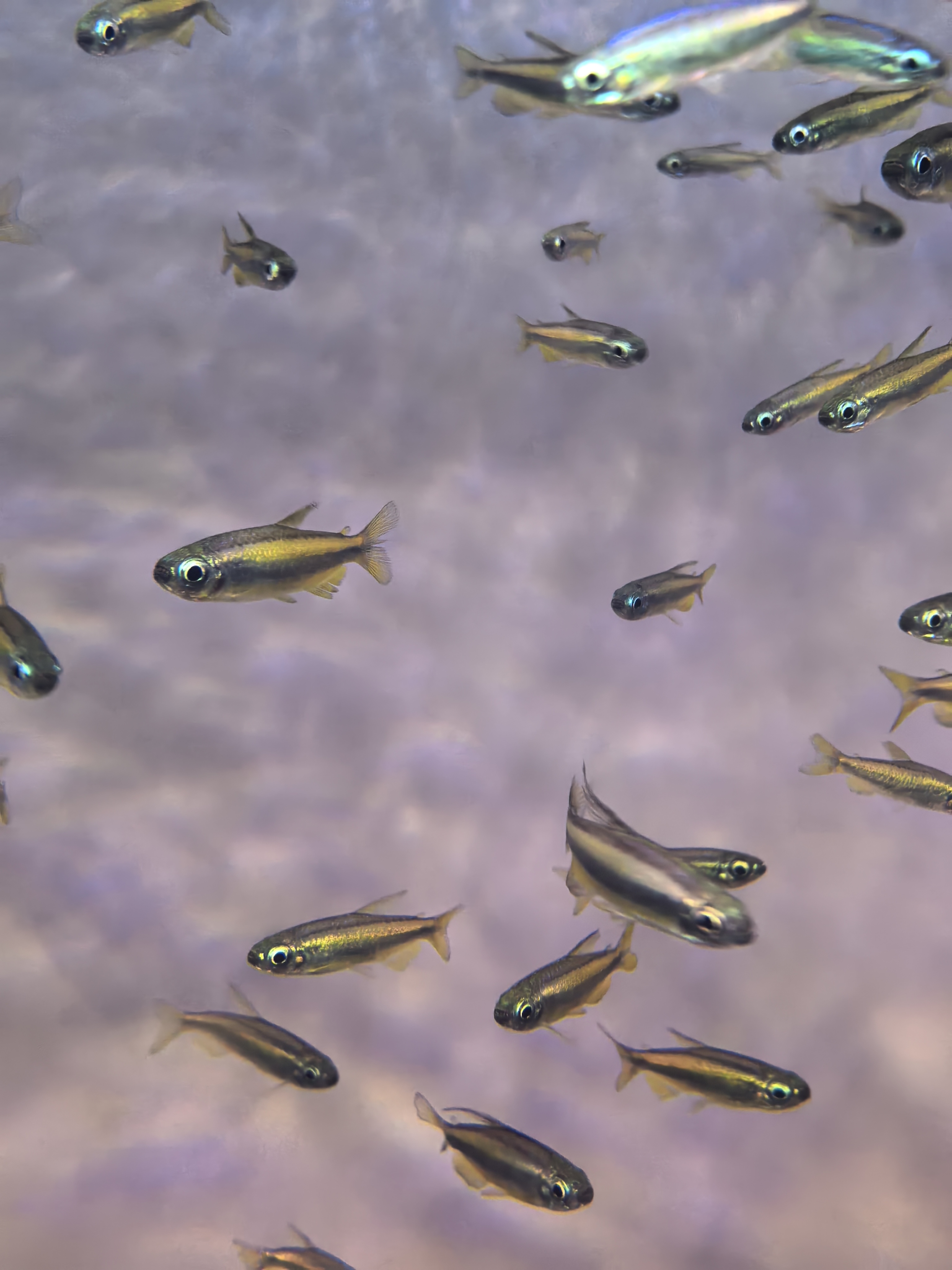 众鑫水族【野生】黄金二线刚果