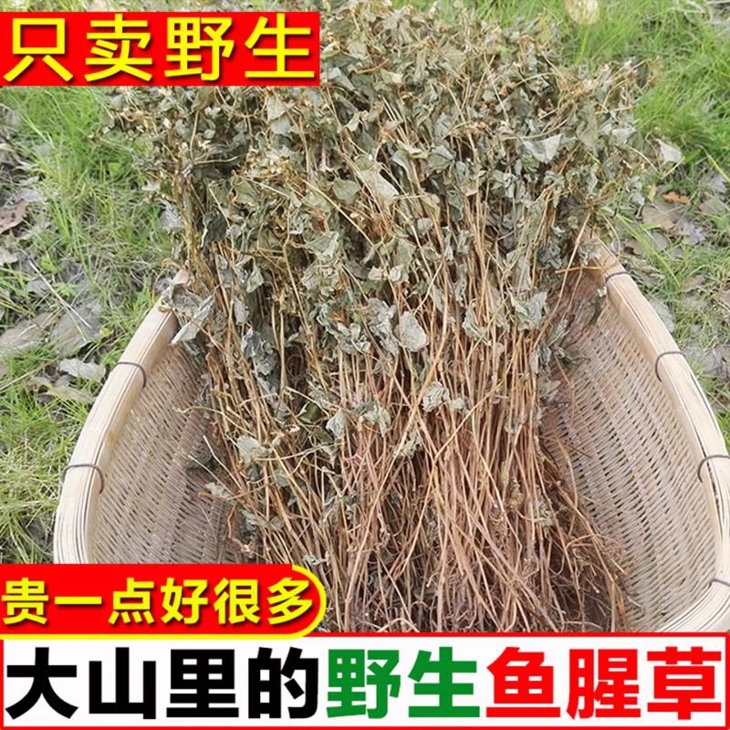 野生鱼腥草 整棵新鲜晒干货农家无硫折耳根狗腥草泡水凉茶中药材
