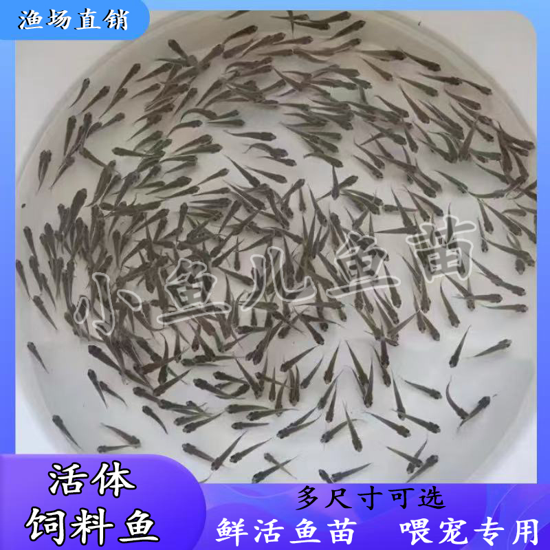 饲料鱼麦穗鱼小鱼苗喂龙鱼桂花鱼鲜活开口淡水鱼杂鱼