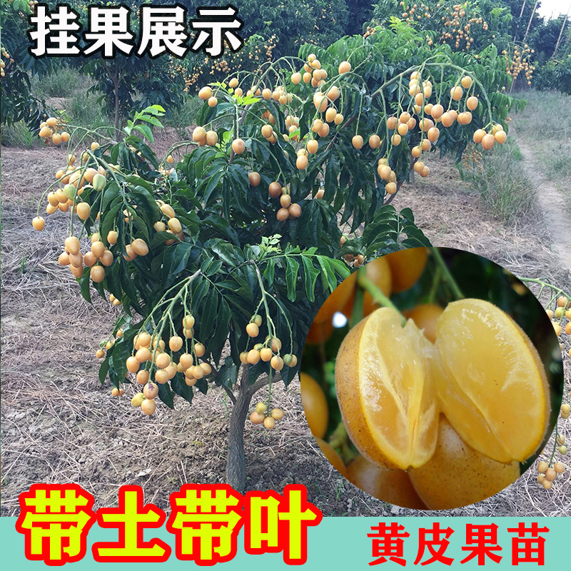 正宗黑金刚黄皮树苗南方种植带土带叶嫁接无核黄皮果树苗庭院盆栽