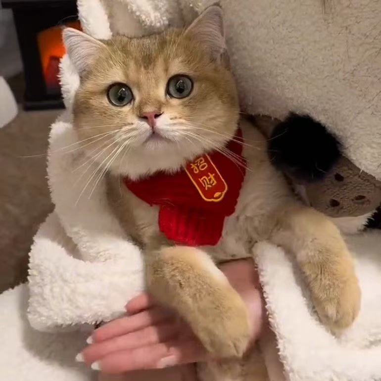 2025喜庆围巾红色可爱毛线保暖针织狗狗围脖宠物配饰装饰小狗猫咪