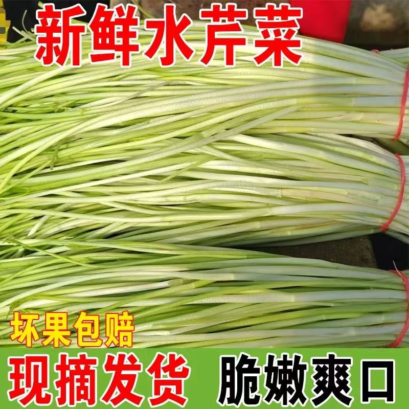 苏北农家新鲜水芹菜野芹菜野生河芹去叶去根净菜5斤顺丰时令蔬菜