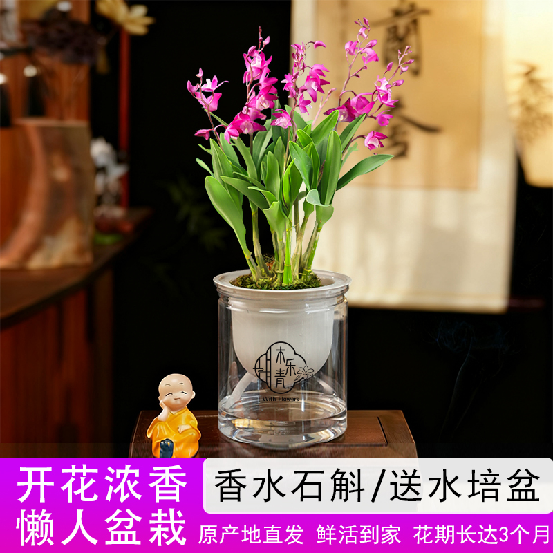 【带花剑花苞】新品红宝石香水石斛兰水培浓香室内绿植花卉盆栽C