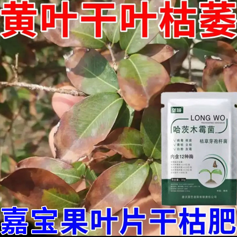 嘉宝果叶尖枯焦专用微生物肥料黄叶干叶枯萎叶斑病炭疽病叶面肥料