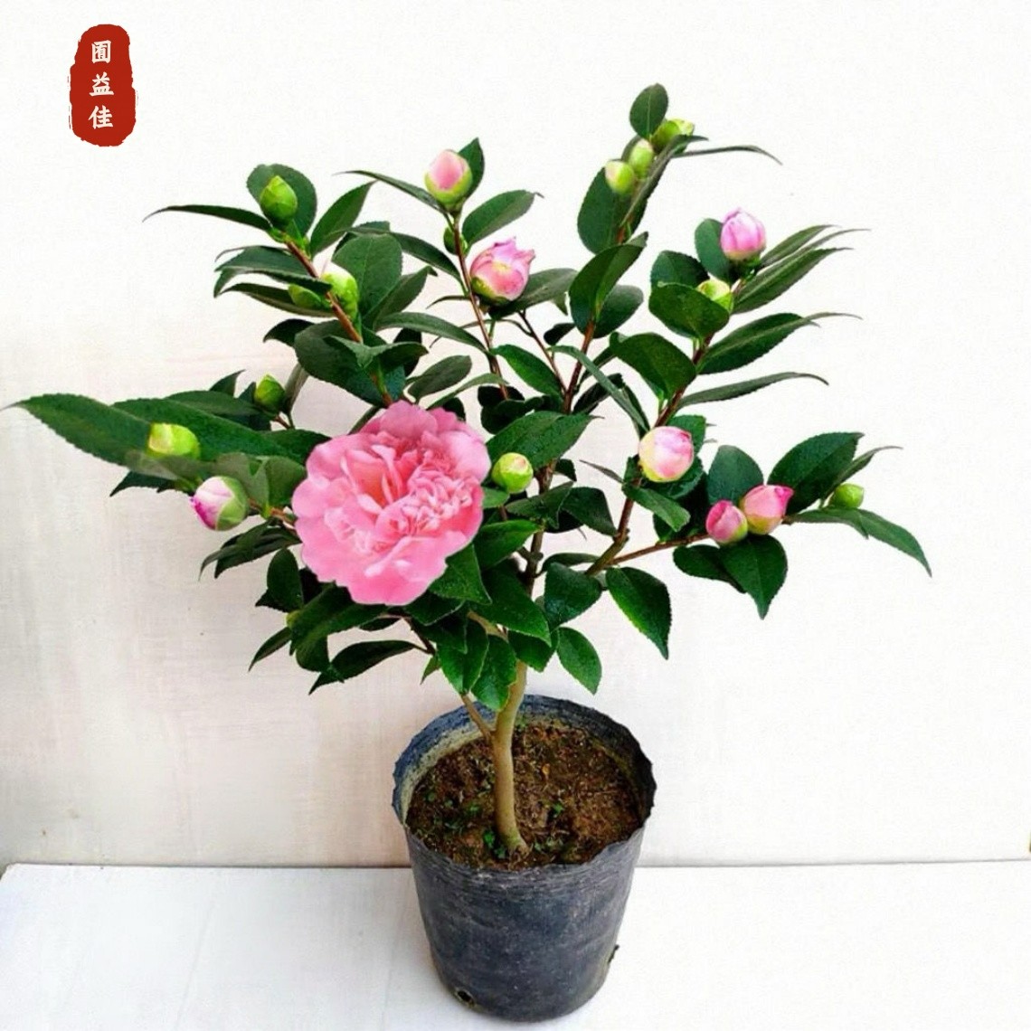 茶花树四季开花茶香妃十八学士茶花盆栽种植原盆发货室内阳台花卉