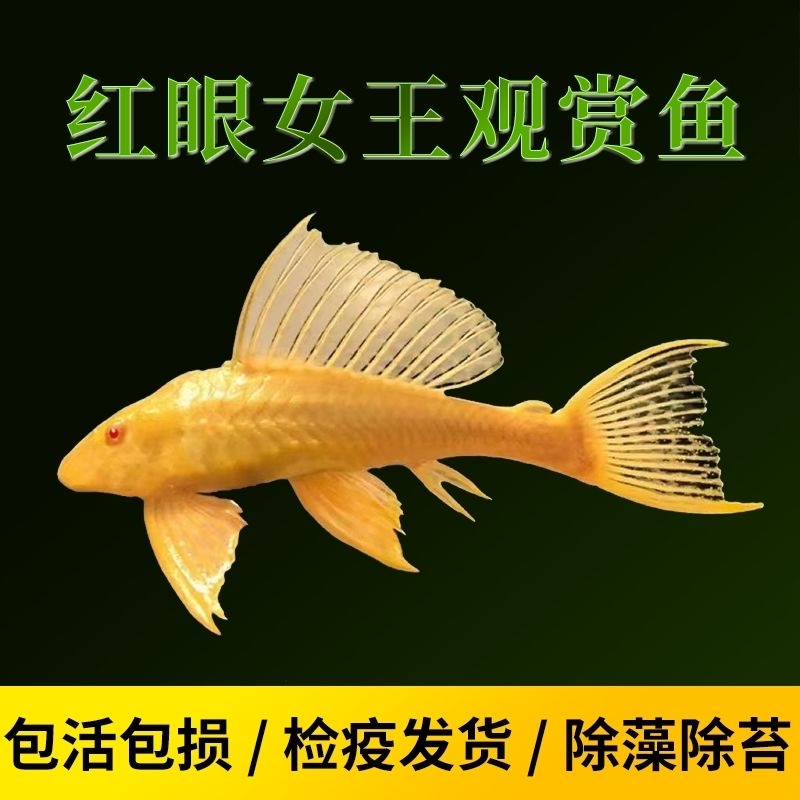纯种红眼女王大帆清道夫热带观赏鱼鱼缸除藻清洁工具鱼好养耐活