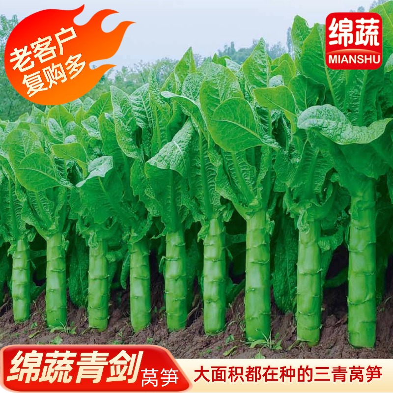 绵蔬【绵蔬青剑】三青莴笋耐寒种子青皮青肉清香味浓高产种植品质