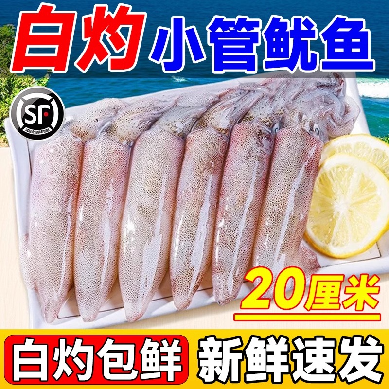 新鲜小管鱿鱼白灼鱿鱼冷冻大鱿鱼大笔管鱼小乌贼海鲜水产鲜活