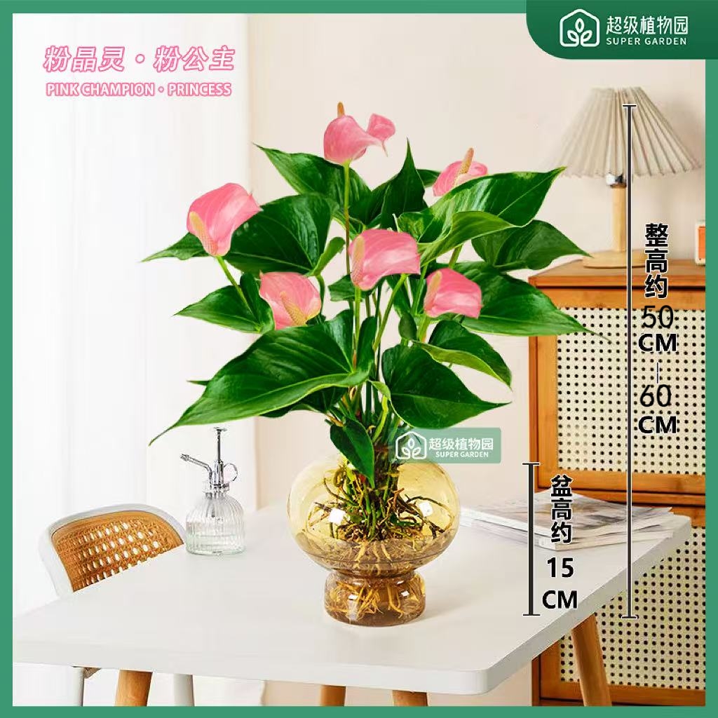 【带花发货】粉掌粉色精灵水培盆栽室内客厅办公室好养开花50-60cm
