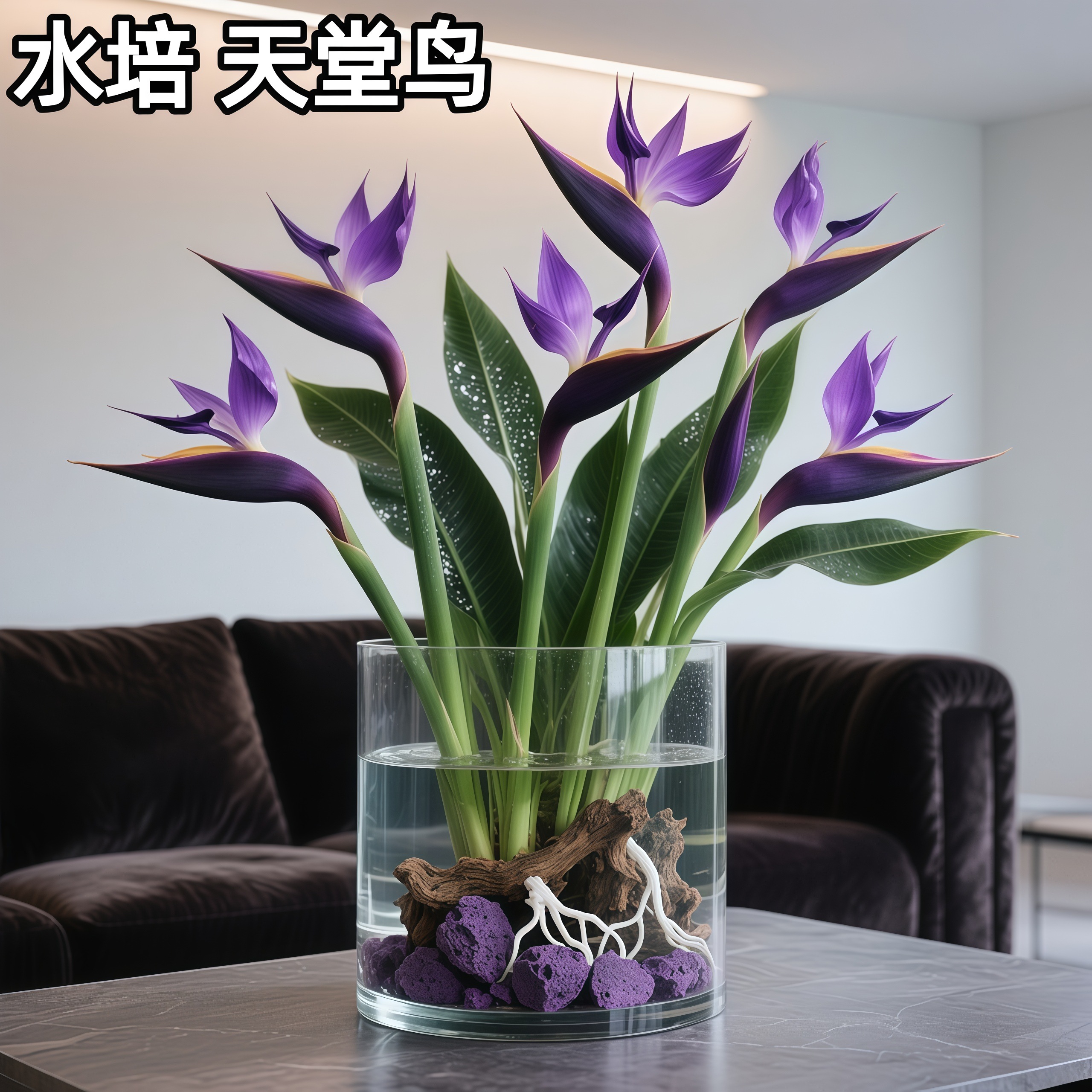 紫色【天堂鸟】花期长好养护客厅水培净化空气耐寒花卉办公室内驱蚊