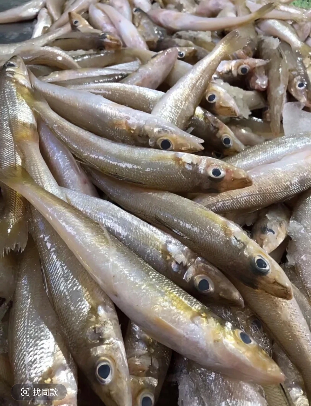 广东惠来神泉港 小竹排扫莲沙尖鱼（沙丁鱼）肉质非常鲜美口感嫩滑。