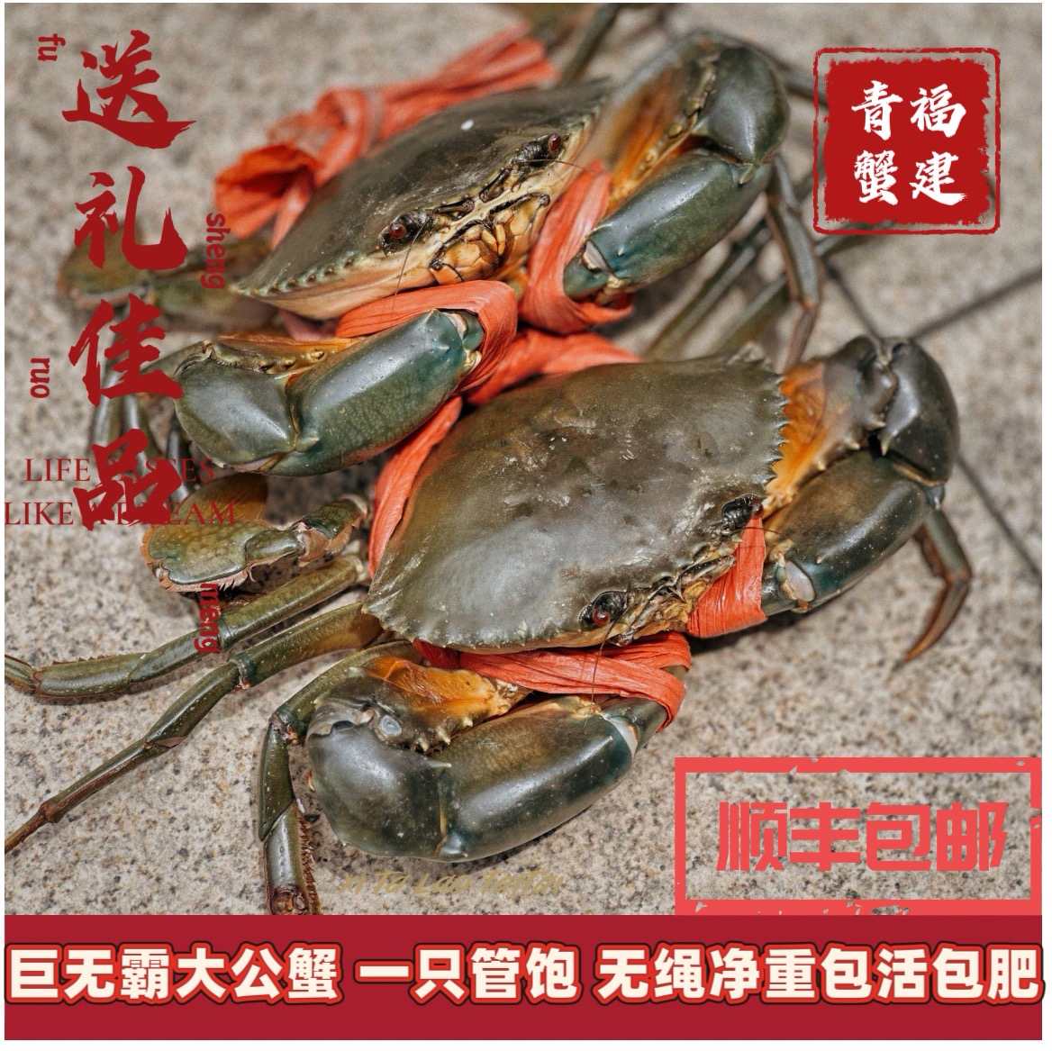 福建青蟹大公蟹海捕超大肉蟹菜鲟包活包肥净重6两-8两原产地直发