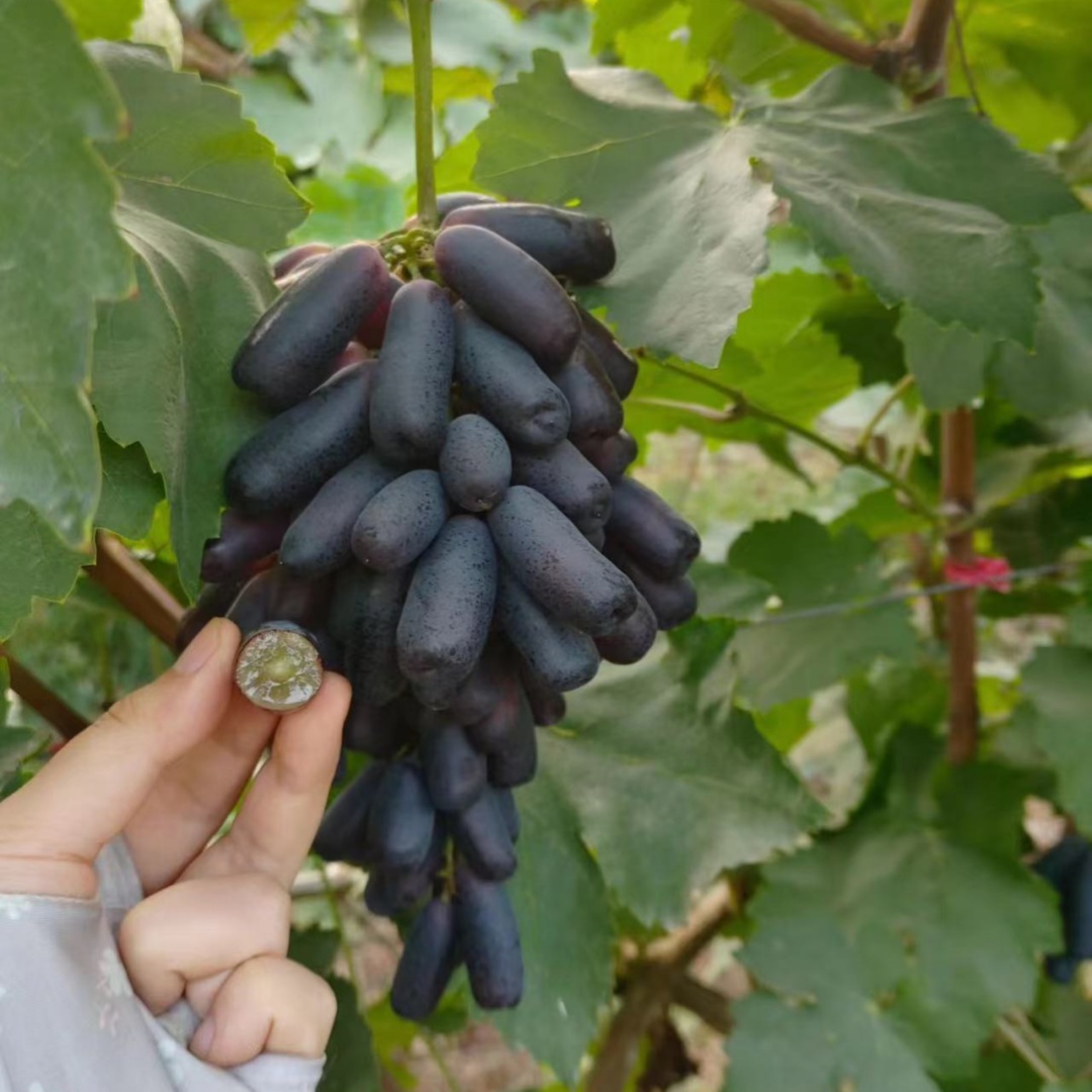 甜蜜蓝宝石葡萄苗无核老品种葡萄树苖北方耐寒阳台矮化葡萄树果苗