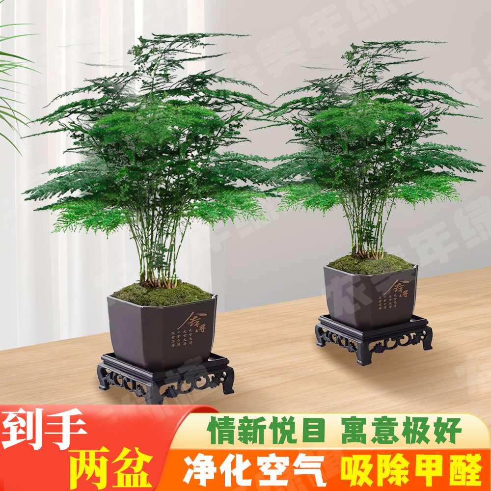 【文竹盆栽】室内绿植花卉净化空气四季常青好养护桌面盆景