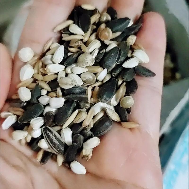 500克天然进口谷物鹦鹉混合粮中小型鹦鹉专用营养粮食