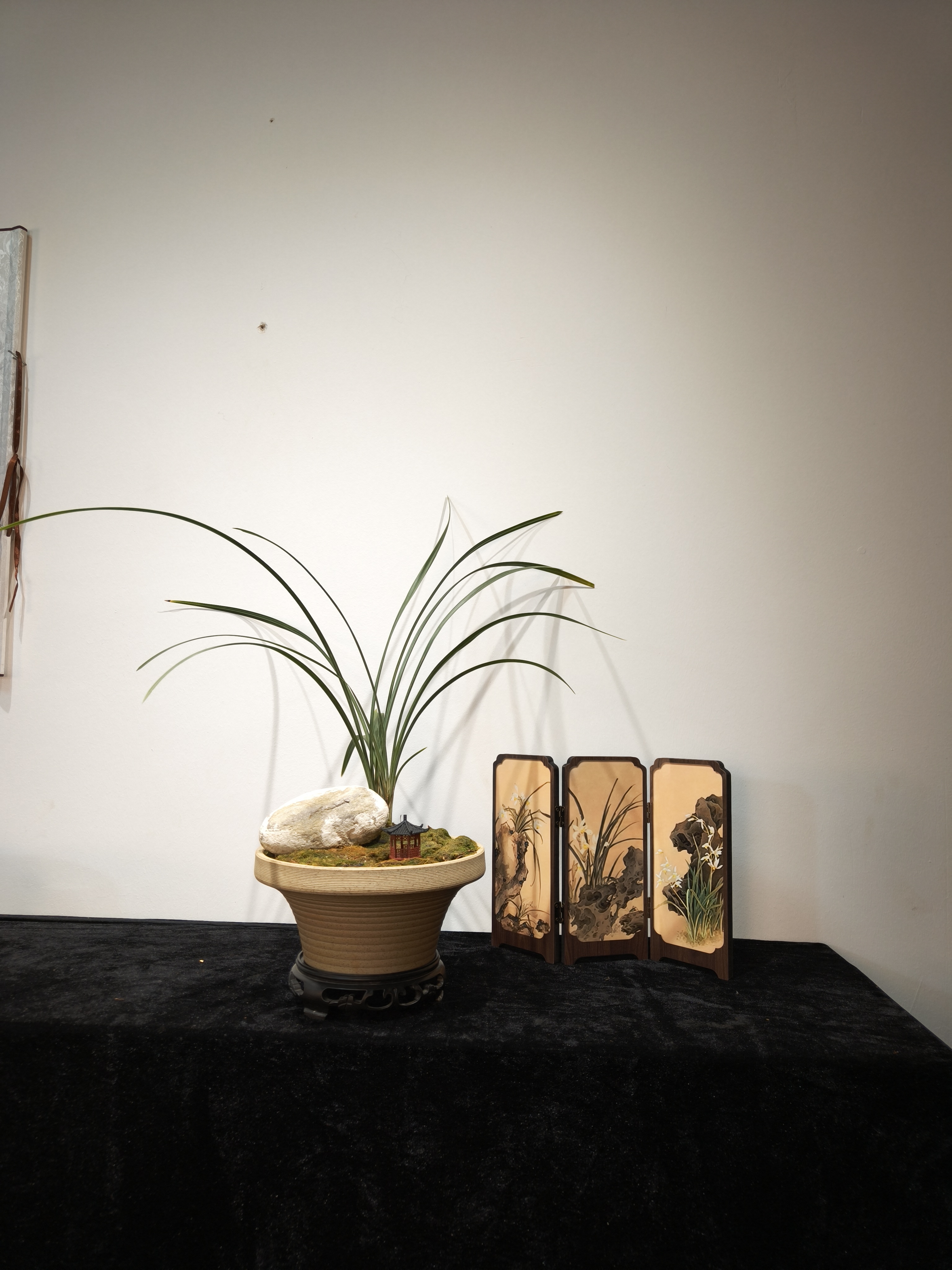 老名品兰花盆景（盆内兰花可选莲瓣丶春剑丶蕙兰）每盆1-3苗，带盆发