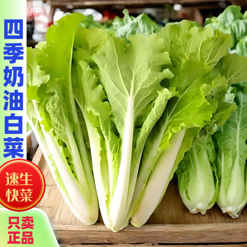 四季奶油小白菜耐热速生阳台盆栽菜心小葱蔬菜纸质版草莓芦蒿种子