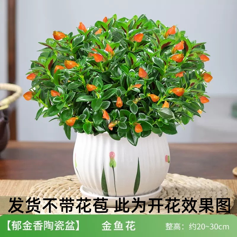 四季金鱼花吊兰盆栽室内绿植花卉多肉植物绿萝发财树好养吸甲醛