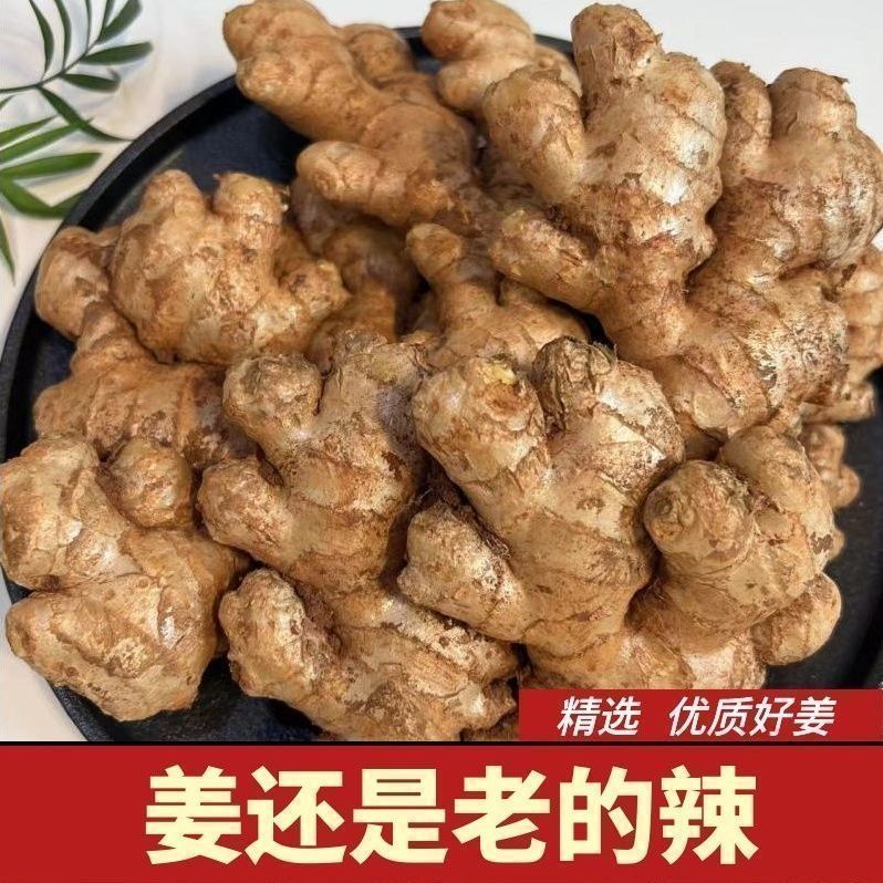 不是老姜包退【两年老姜】正宗小黄姜新鲜现挖香辣十足可作调味食材