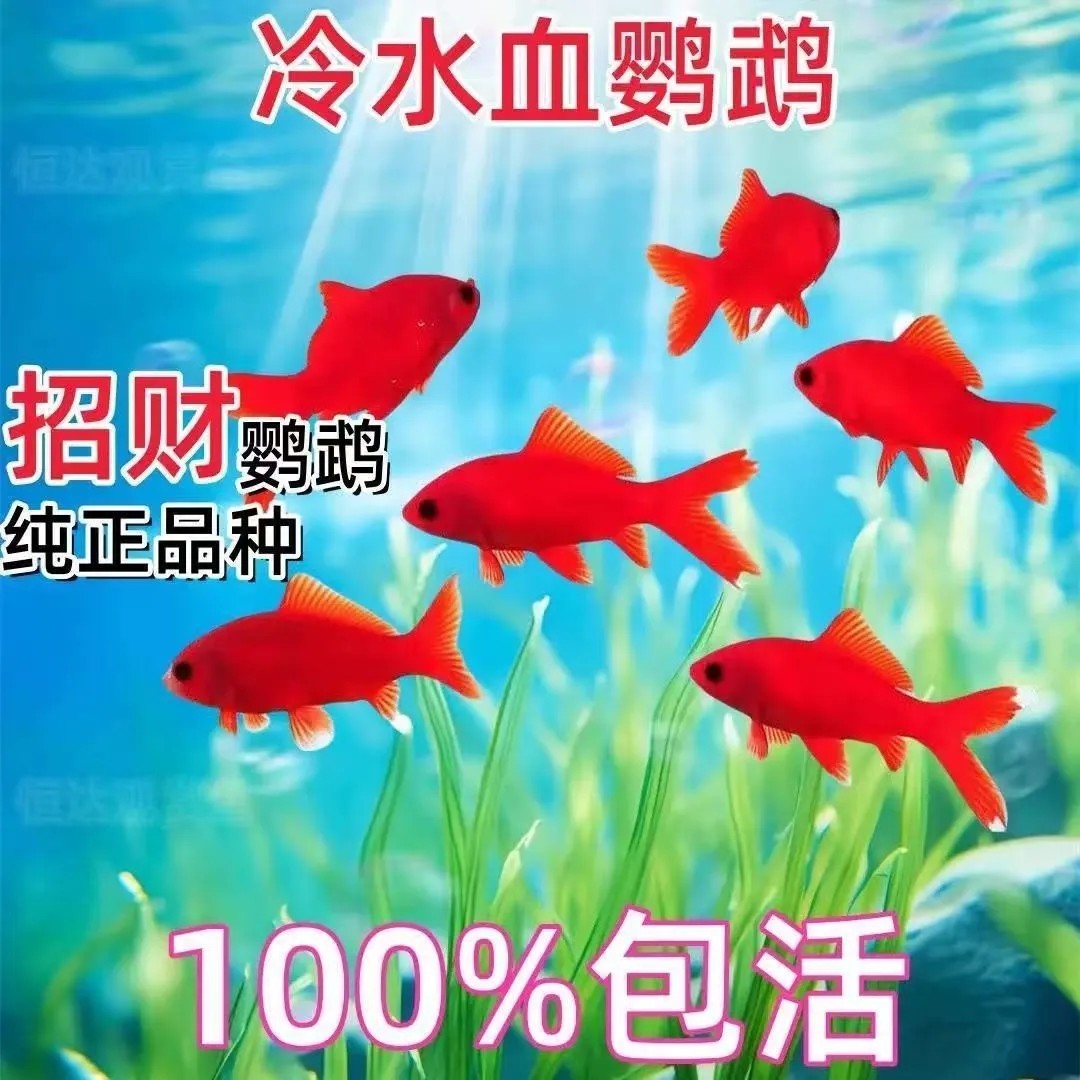 冷水鹦鹉鱼包邮观赏鱼好养耐活淡水招财黑眼纯种红鱼鱼活鱼观赏鱼