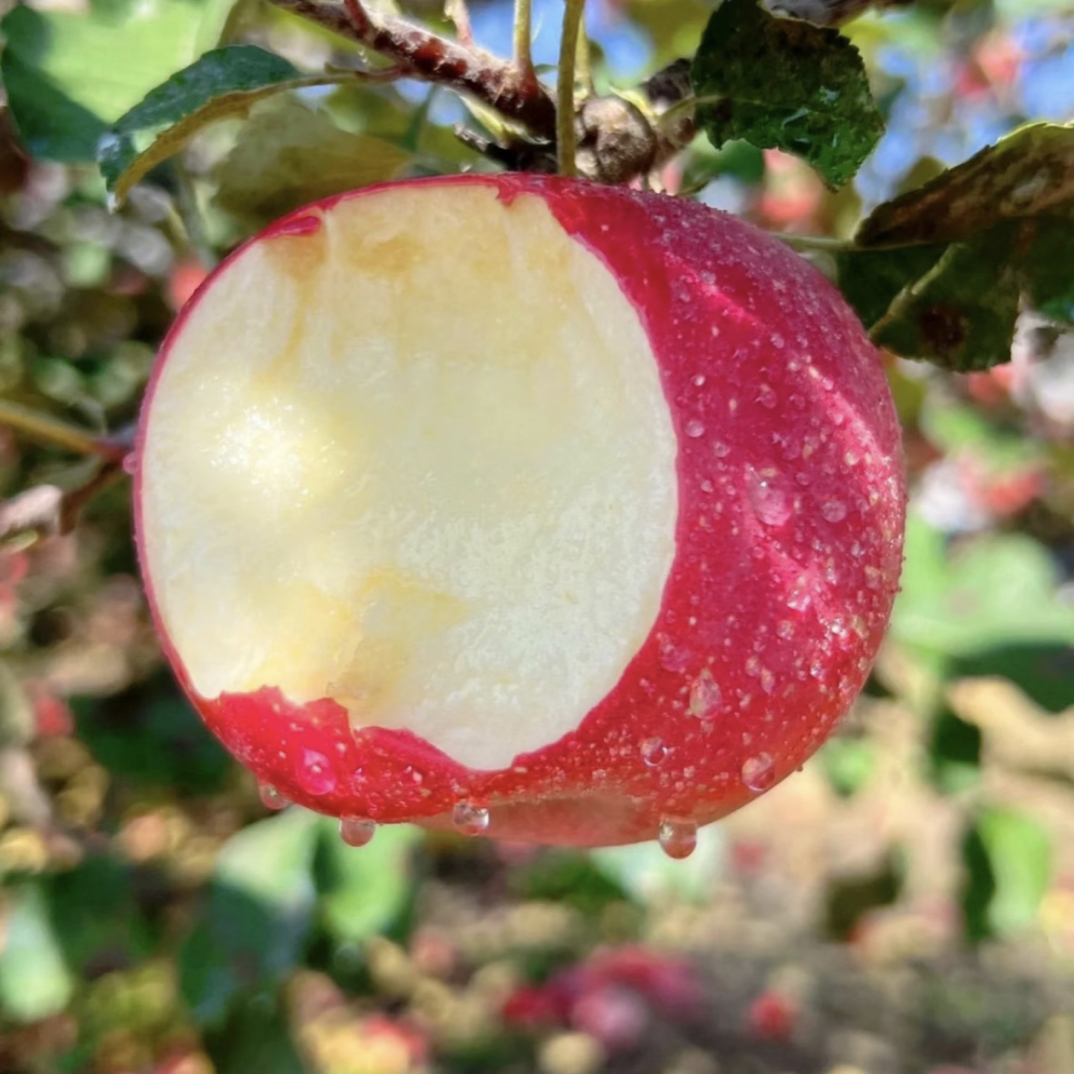 精品大果凤阁领红富士脆甜多汁