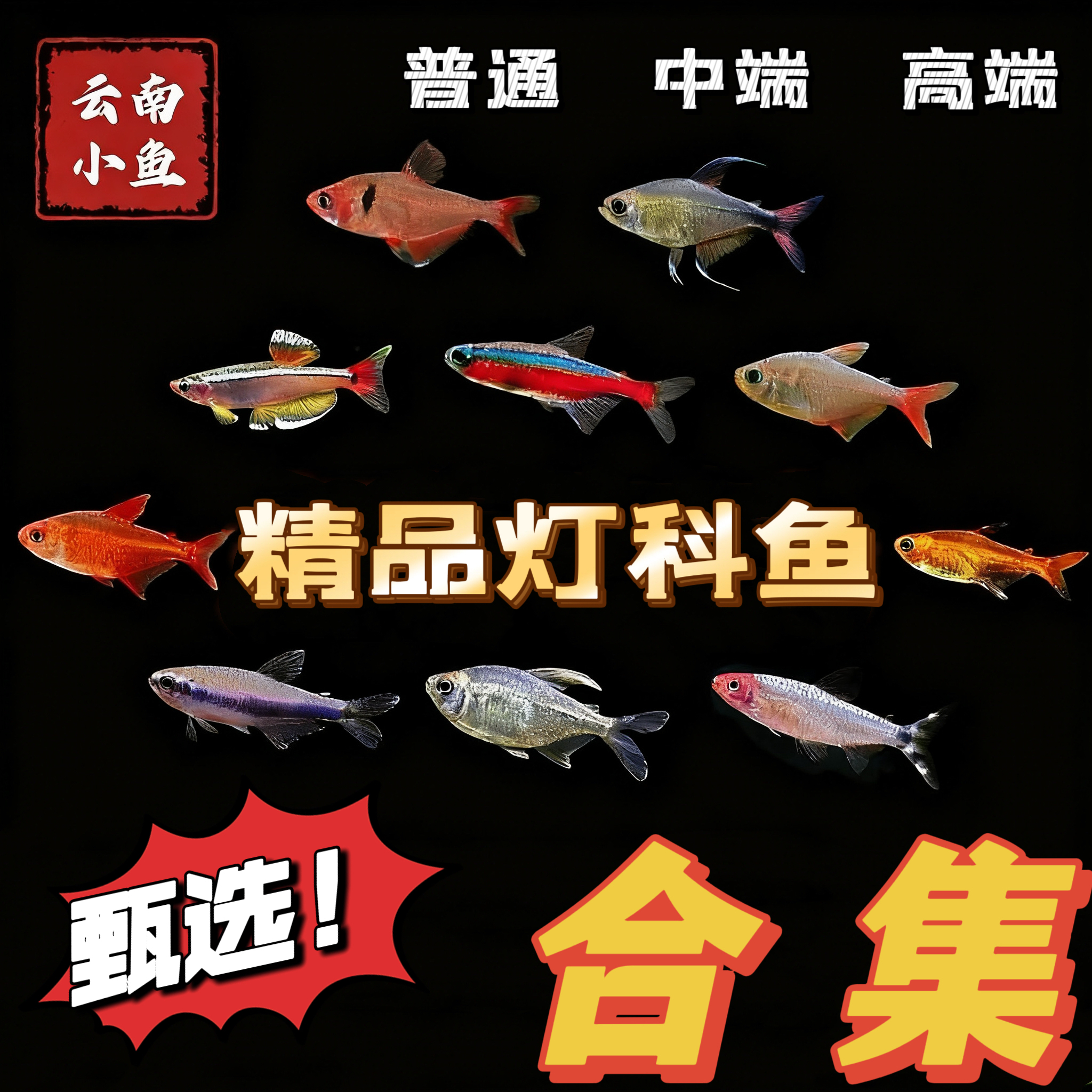 （灯科鱼合集）热带观赏灯科鱼小型淡水鱼适合新手好养群游活体