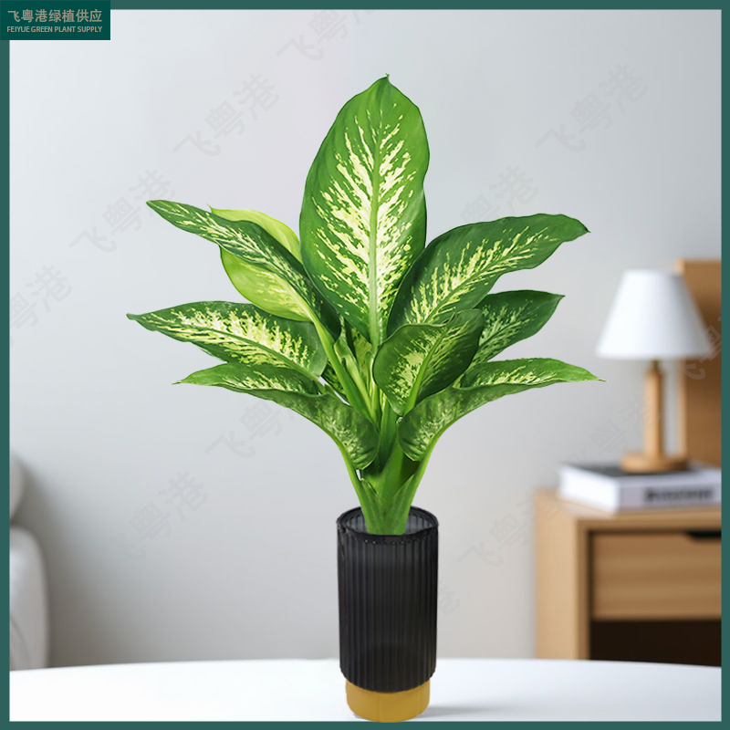 水培植物星空斑马翡翠斑马万年青盆栽桌面养花卉60-70cm【不带瓶】