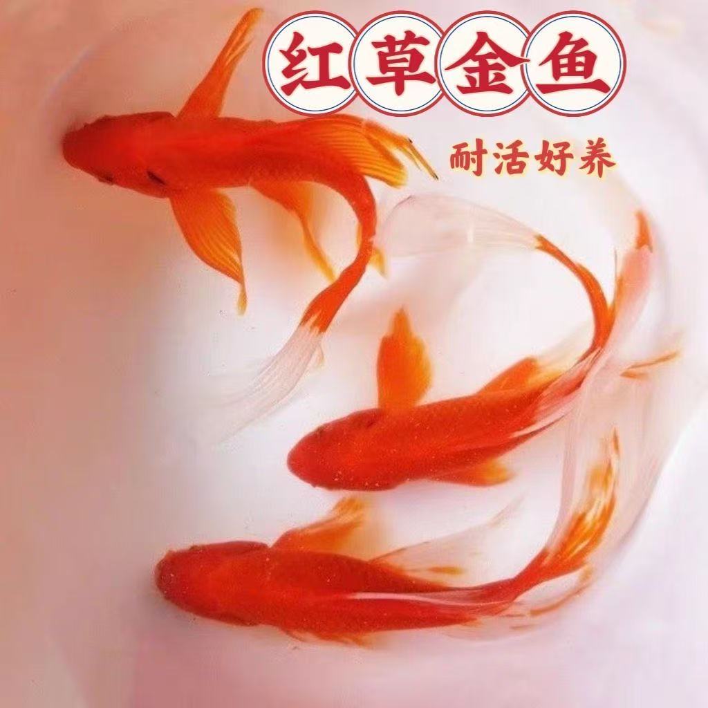 超大尺寸火焰红金鱼10-12公分8条观赏鱼冷水鱼新手鱼好养耐活水族
