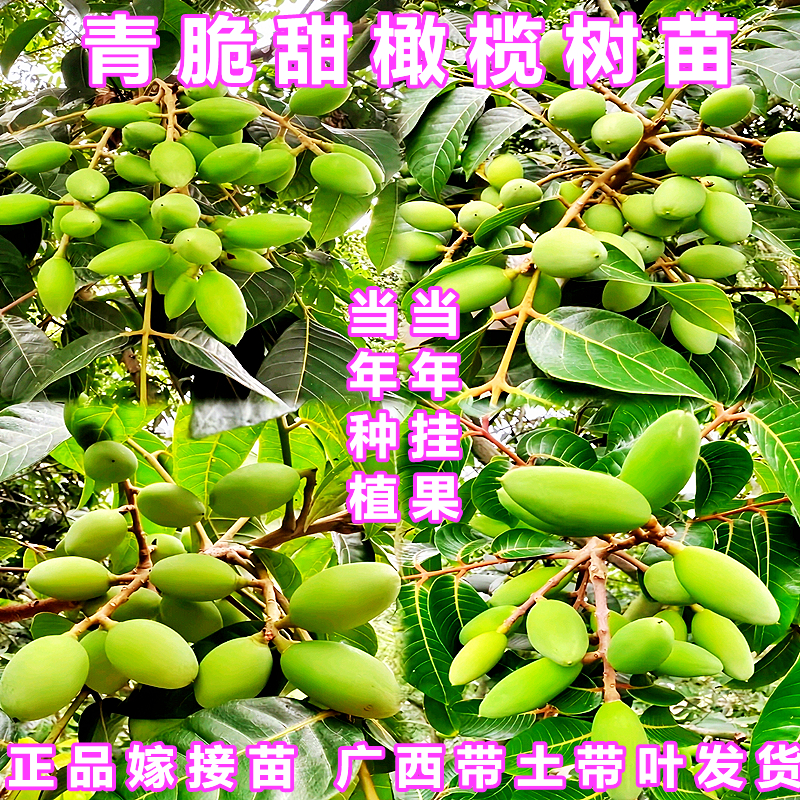 甜橄榄树树苗嫁接三棱脆甜青橄榄苗四季盆栽地栽带土带叶当年结果