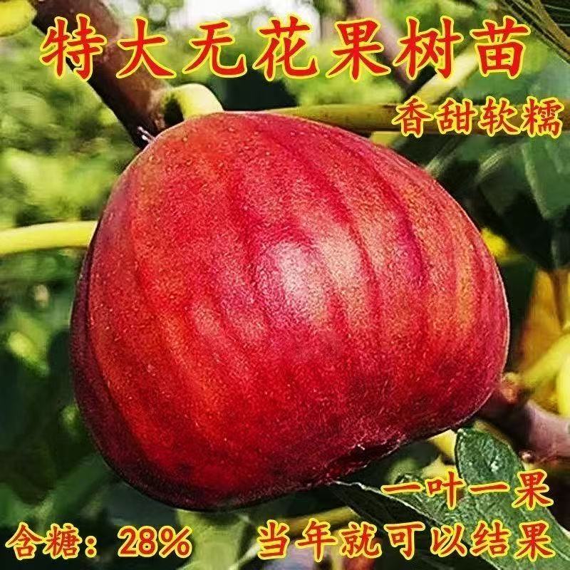 无花果树苗特大早熟波姬红超甜耐寒盆栽地栽南方北方种植当年结果