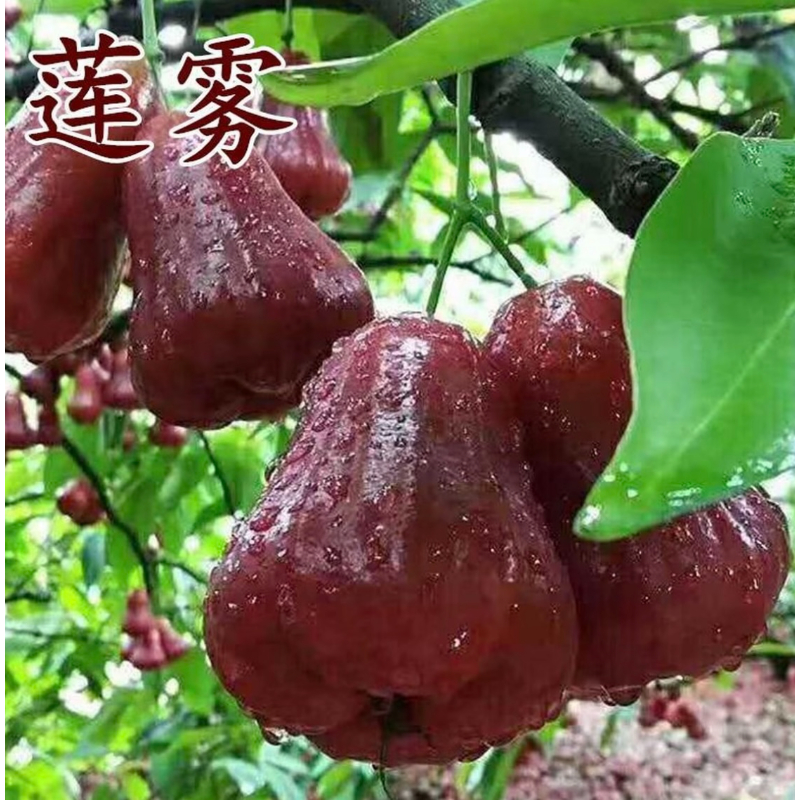 【莲雾种子】四季播种阳台盆栽小院均可种植