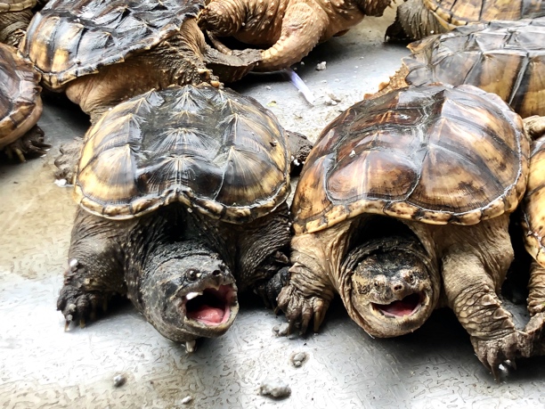 挑选食用龟（粉丝专拍）