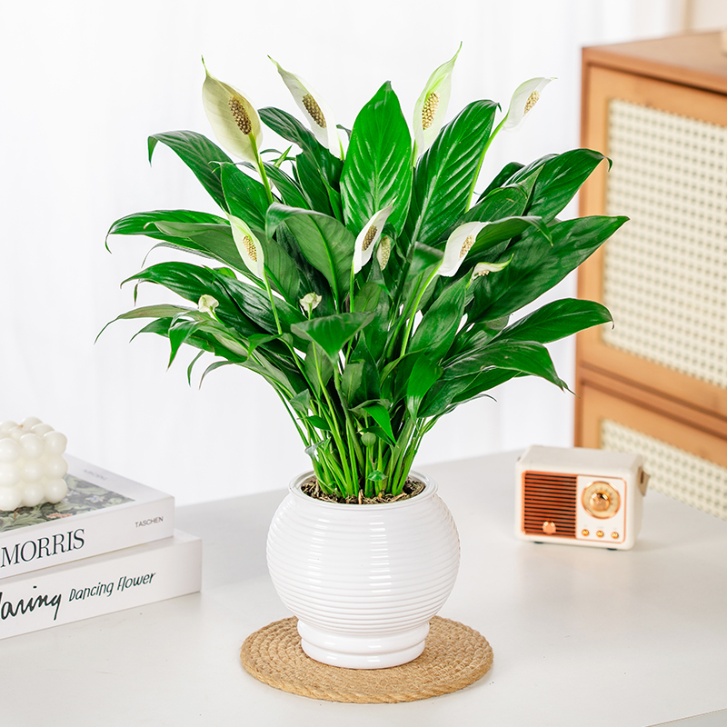 一帆风顺白掌盆栽水培室内摆放净化空气四季易活好养花卉