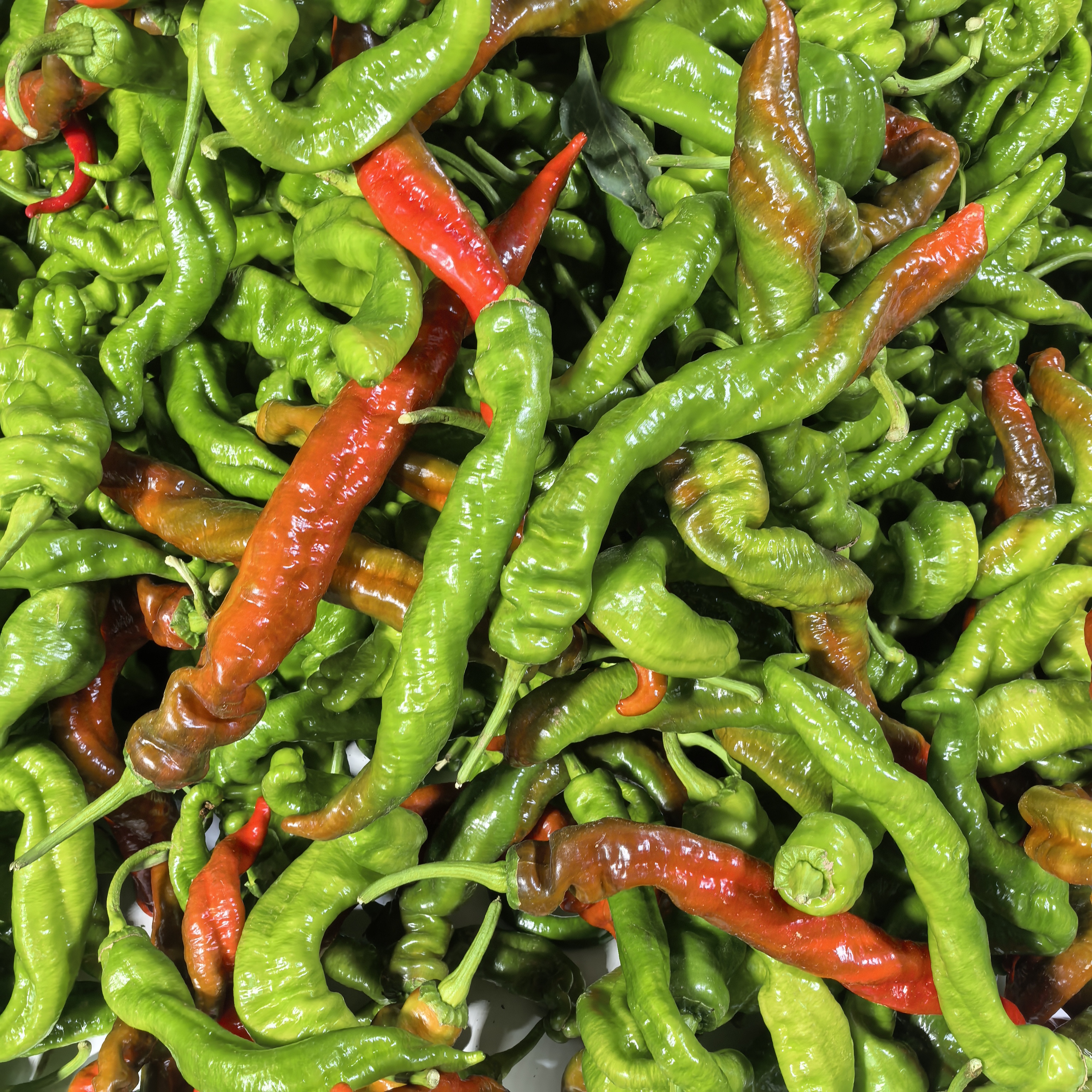 微辣新鲜螺丝椒超香薄皮椒微辣皱皮椒尾货青红辣椒5斤
