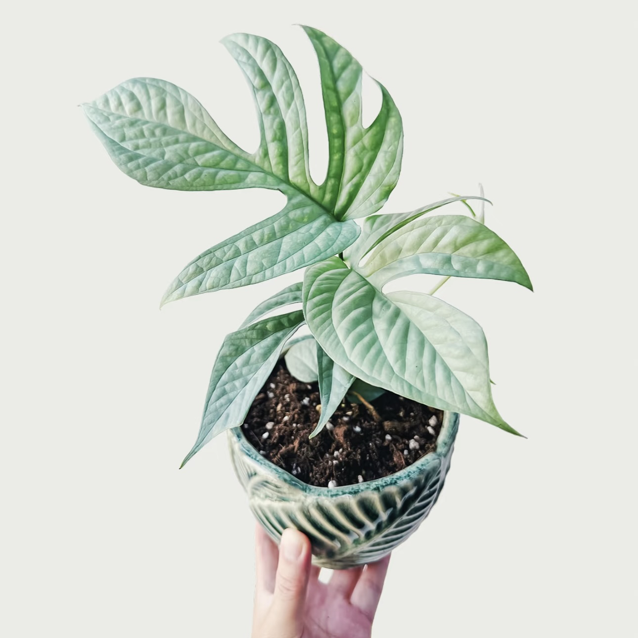 【蓝网纹龟背竹】ins风超高级！绿植盆栽