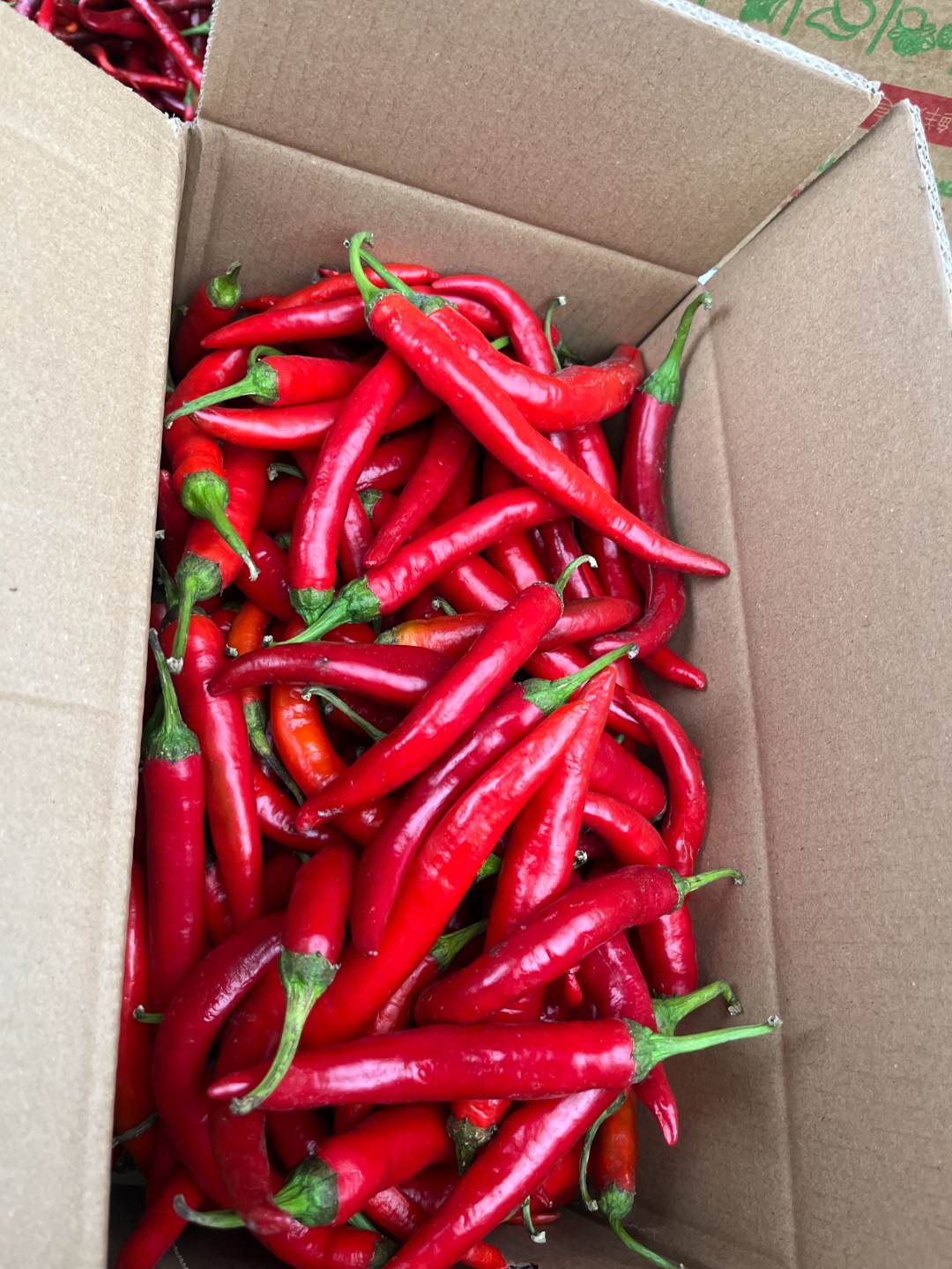 新鲜现摘河南红辣椒杭椒椒特辣可用于餐饮批发调味酸辣椒剁辣椒瓜