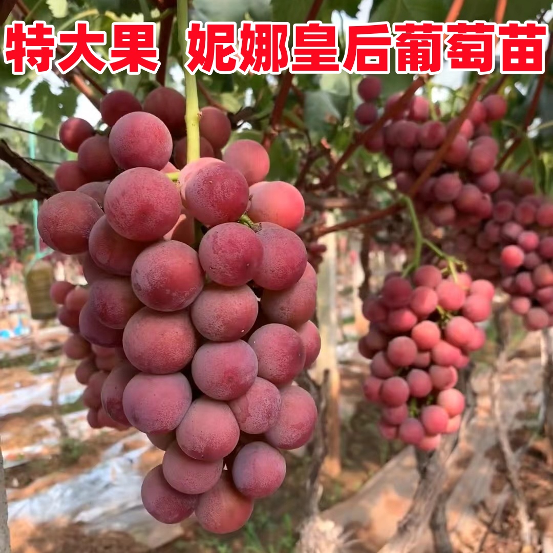 妮娜皇后葡萄树苗南北方种植爬藤耐寒盆栽特大当年结果庭院阳台