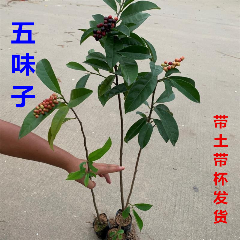 正宗五味子树苗名贵耐寒常绿药用植物庭院别墅绿化可泡酒食用苗木