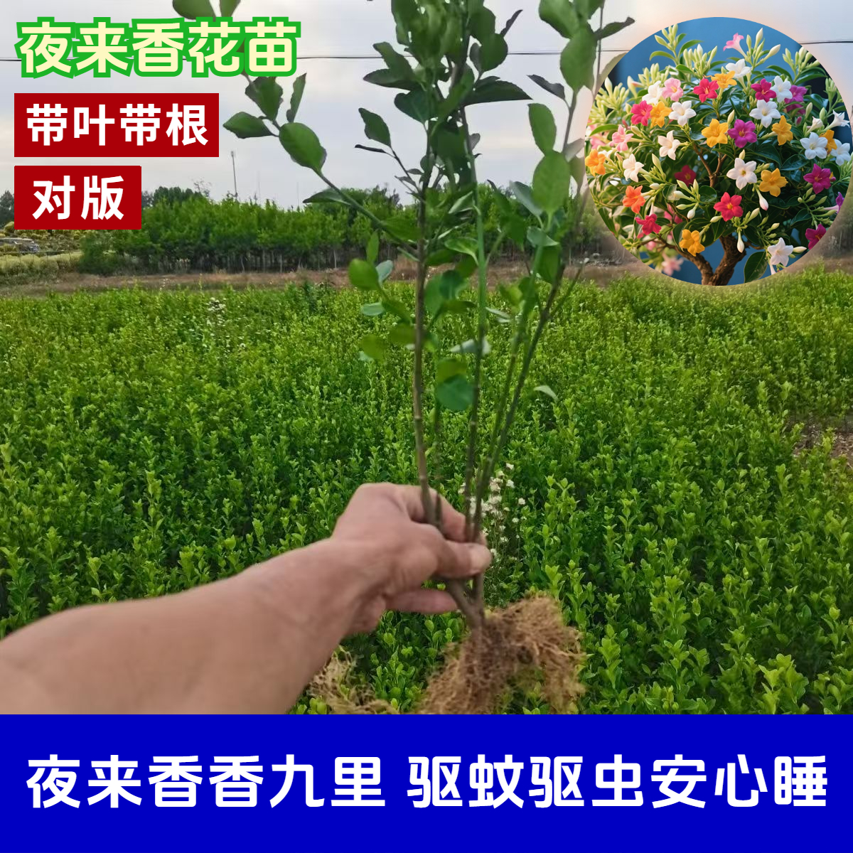【驱蚊】夜来香花苗绿植盆栽多年生庭院四季易活浓香型花卉植物