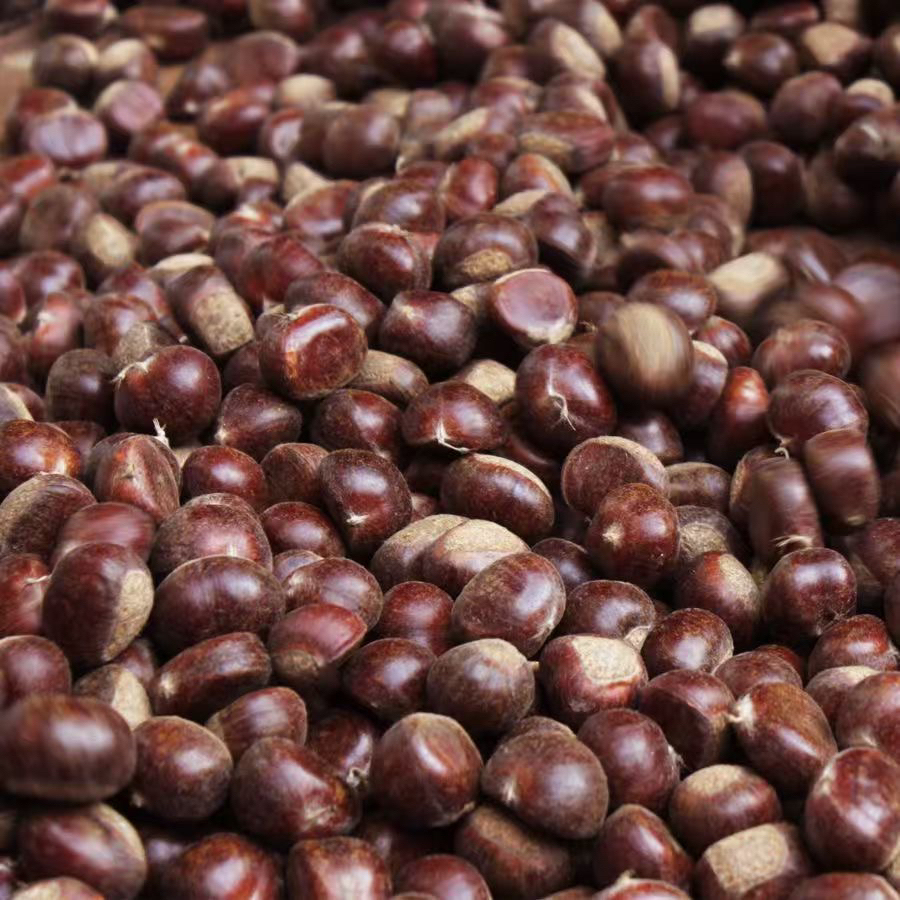 新鲜现摘高山小板栗当季生栗子颗颗饱满脆甜可口